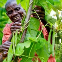 National Crops Resources Research Institute (NACRRI) Cover Image